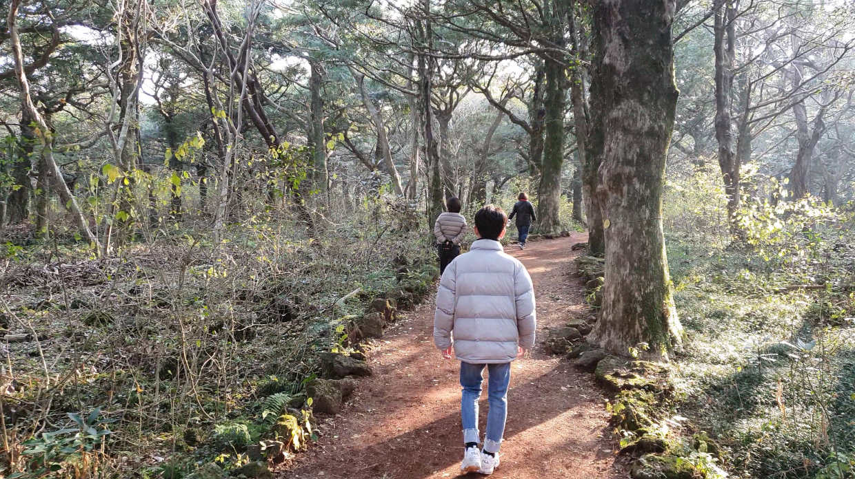 비자림을 걷는 남자