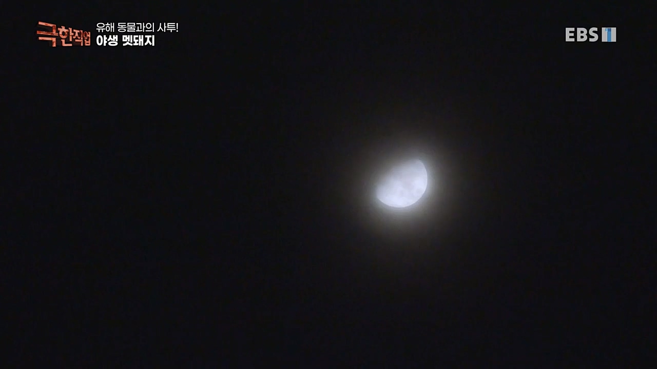 TV - 교육의 중심 EBS유해 동물과의 사투! 등검은말벌, 야생 멧돼지 퇴치.mp4_20221129_195016.837.jpg