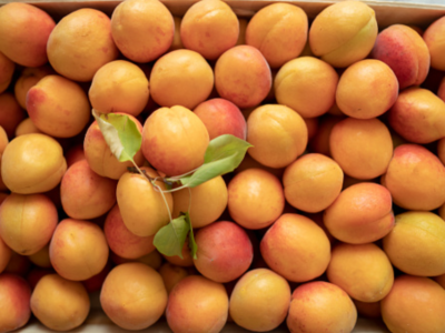 살구 효능 10가지 33