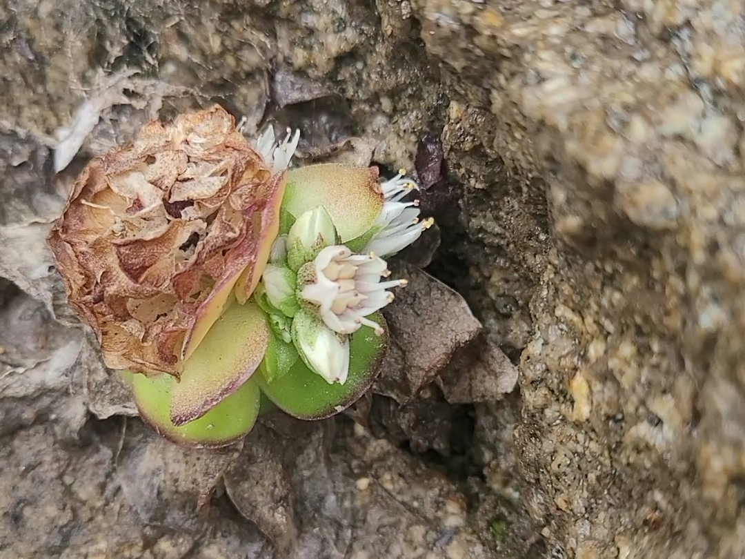 바위솔의 꽃입니다.