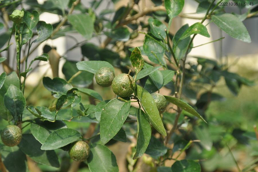 페르시아 라임 5