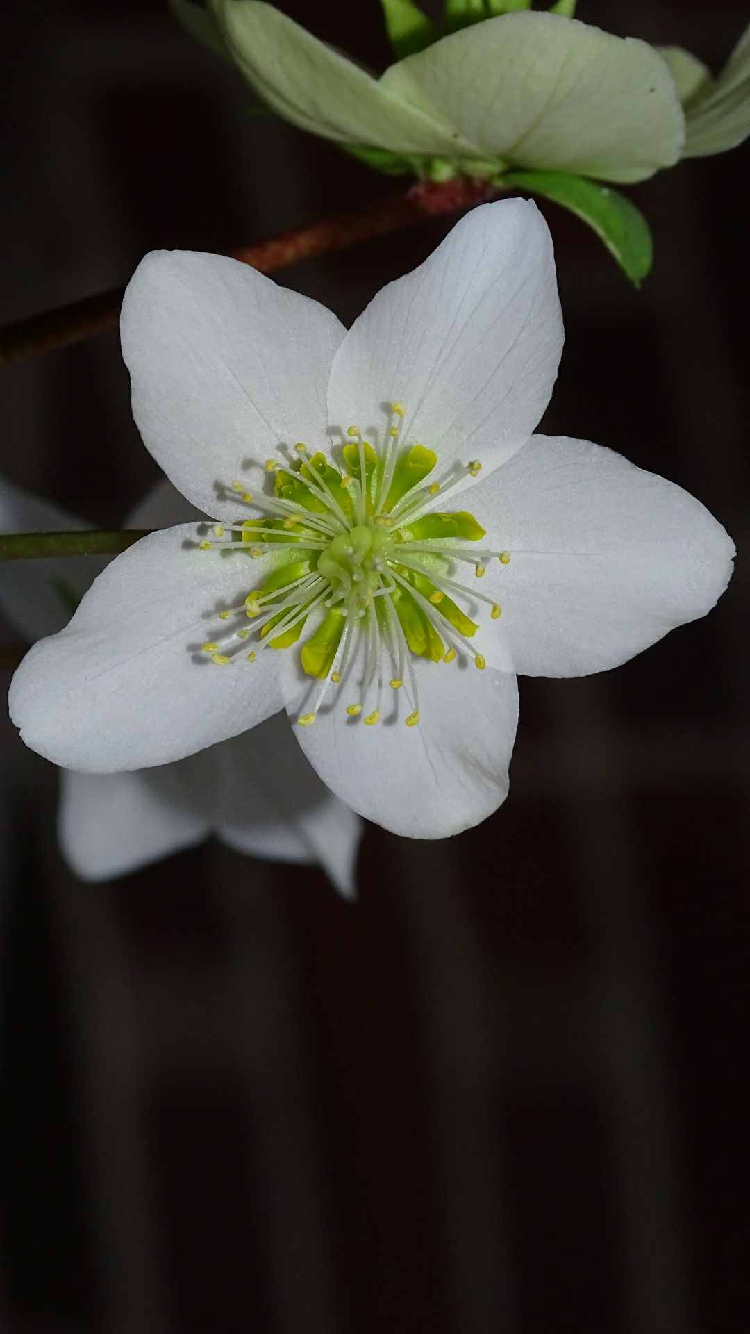 Anemone Flower iPhone Wallpaper