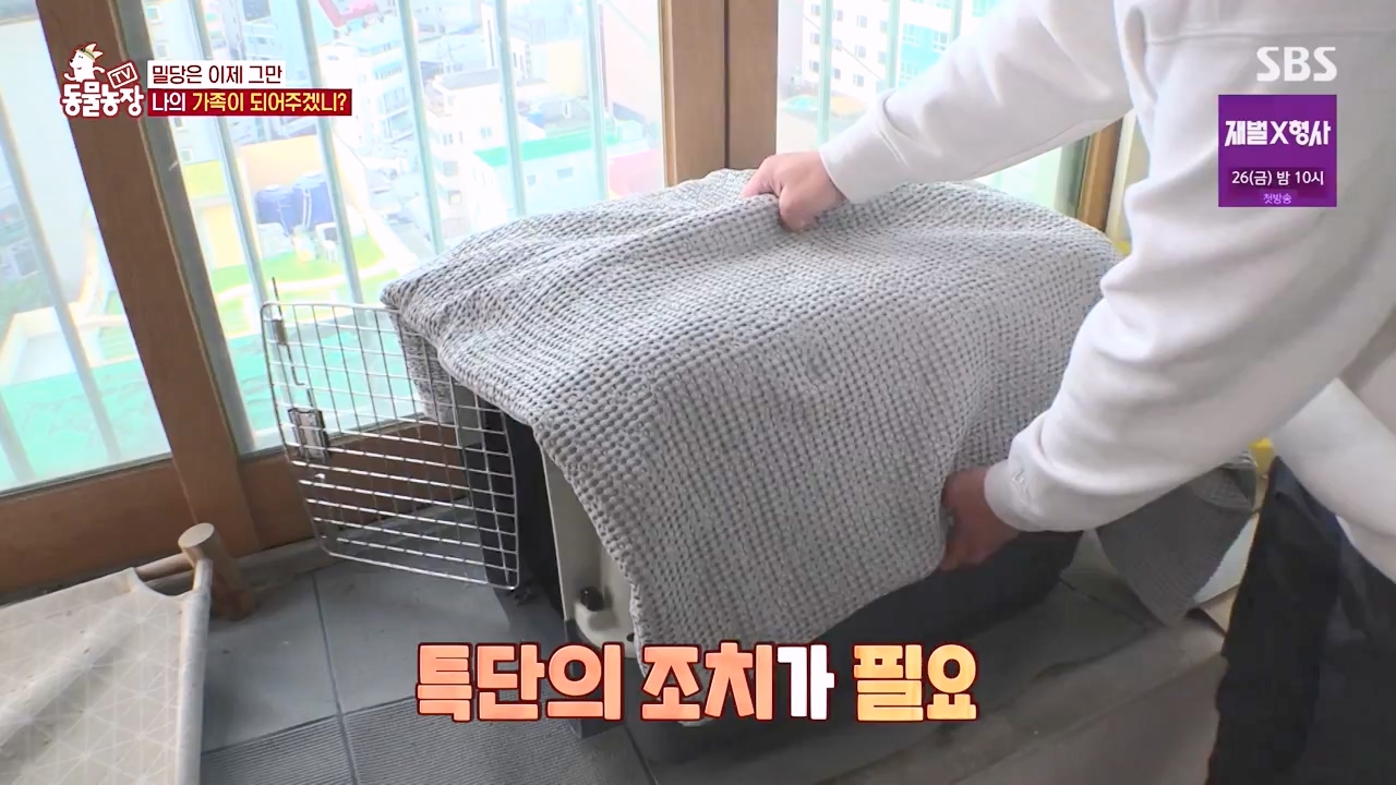 TV 동물농장.E1154.240115p-NEXT.mp4_20240114_184351.819.jpg