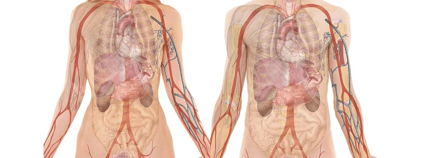 남자 여자의 신체 내부의 장기들의 모습