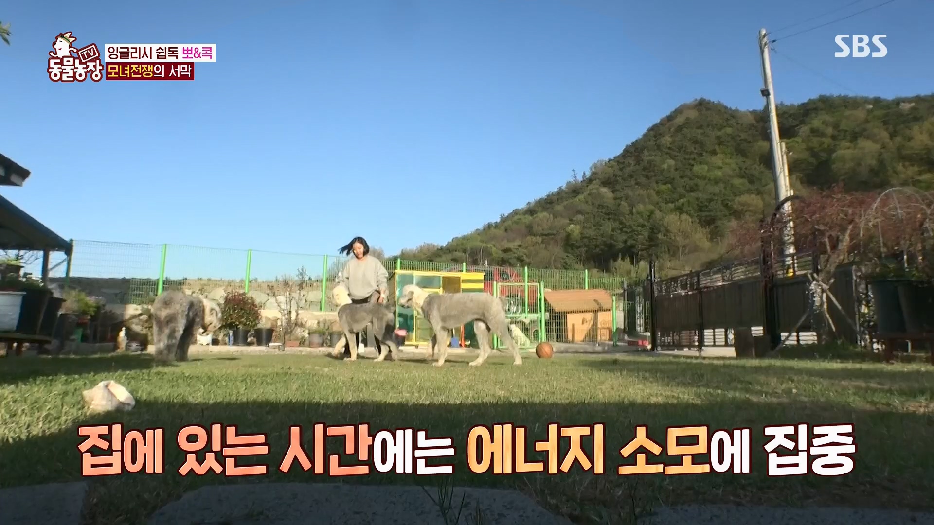 TV 동물농장.E1120.230514p.H264-F1RST.mp4_20230515_203525.833.jpg