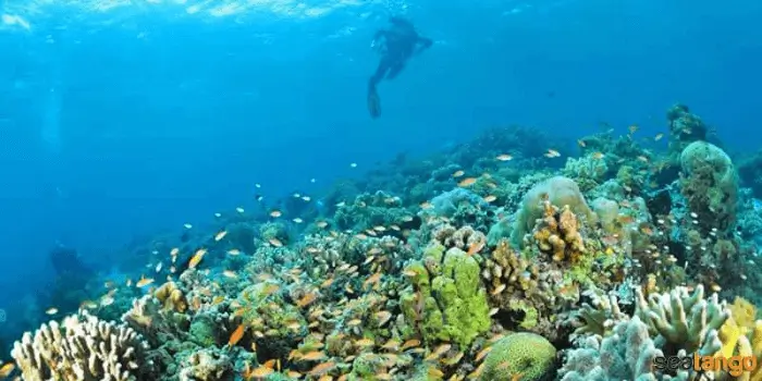 턴쿠 압둘 라만 해양 공원 Tunku Abdul Rahman Marine Park (source: www.seatango.com/)