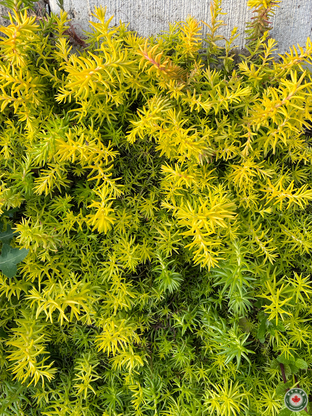 황금세덤, Petrosedum Rupestre Angelina, Golden Sedum