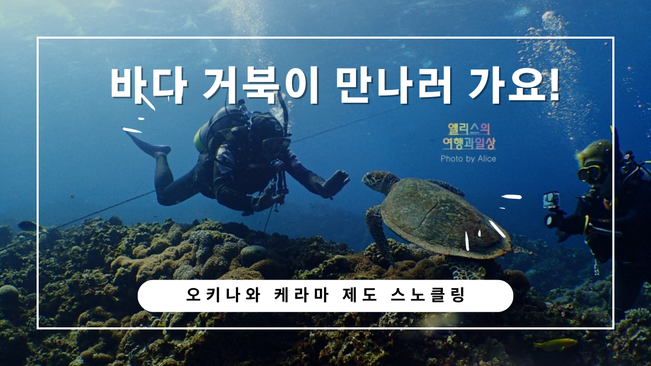 오키나와 자유여행 케라마 제도 초보자 스노클링 체험 바다거북 만나기
