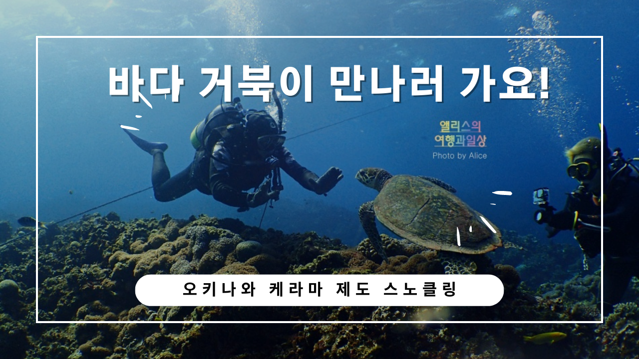 오키나와 자유여행 케라마 제도 스노클링 초보자 후기 바다거북이 만나기