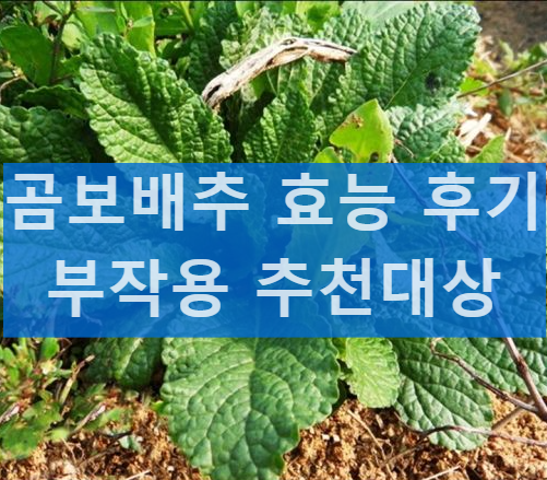 곰보배추 효능 곰배추 효능