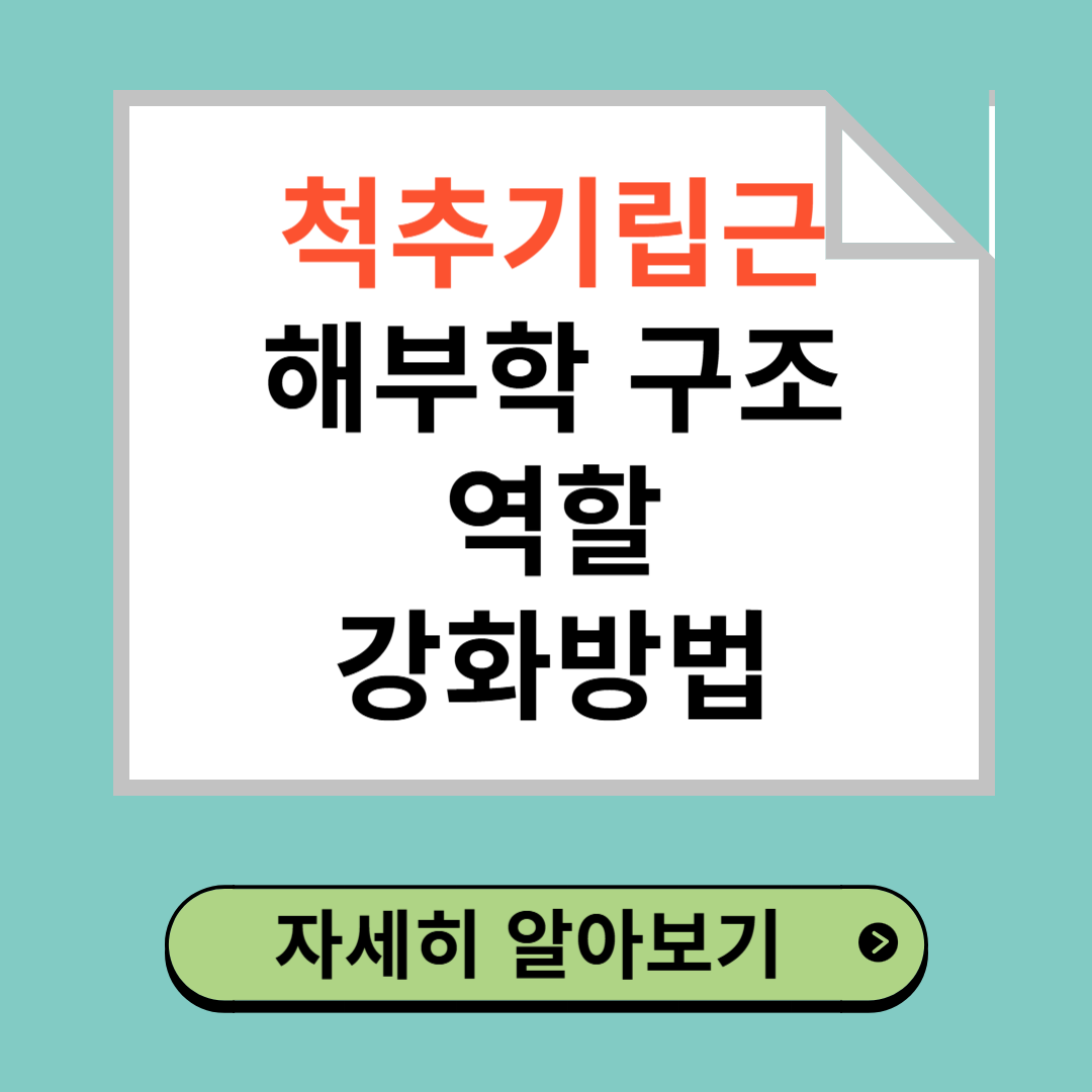 척추기립근 해부학, 역할, 강화 방법