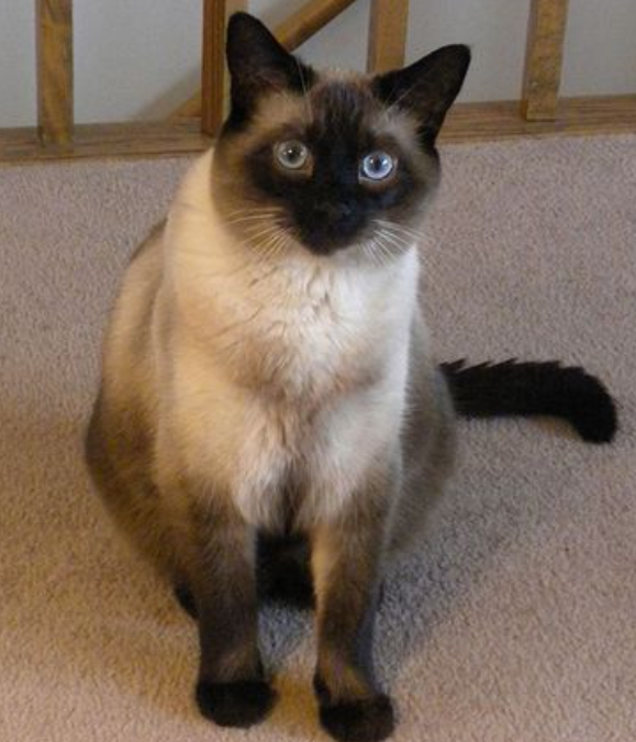 Siamese cat