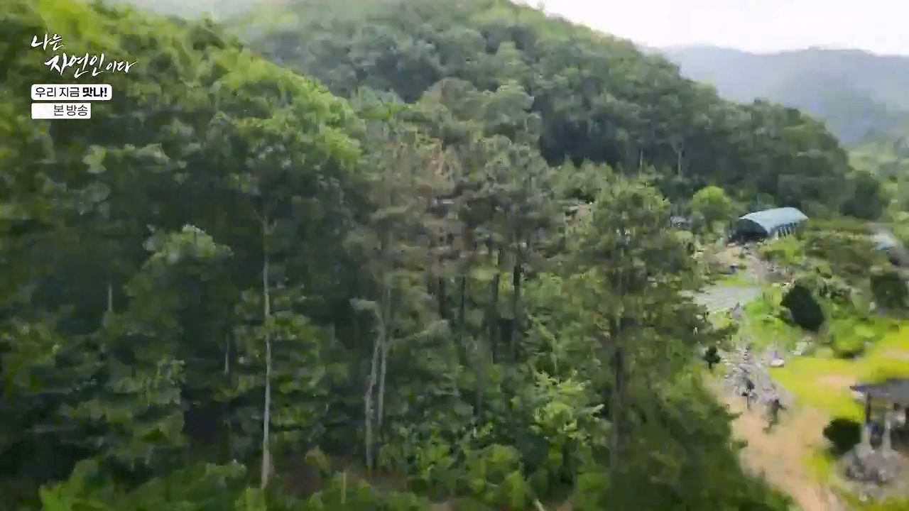 나는 자연인이다.E609.240613p-NEXT.mp4_20240613_195109.037.jpg