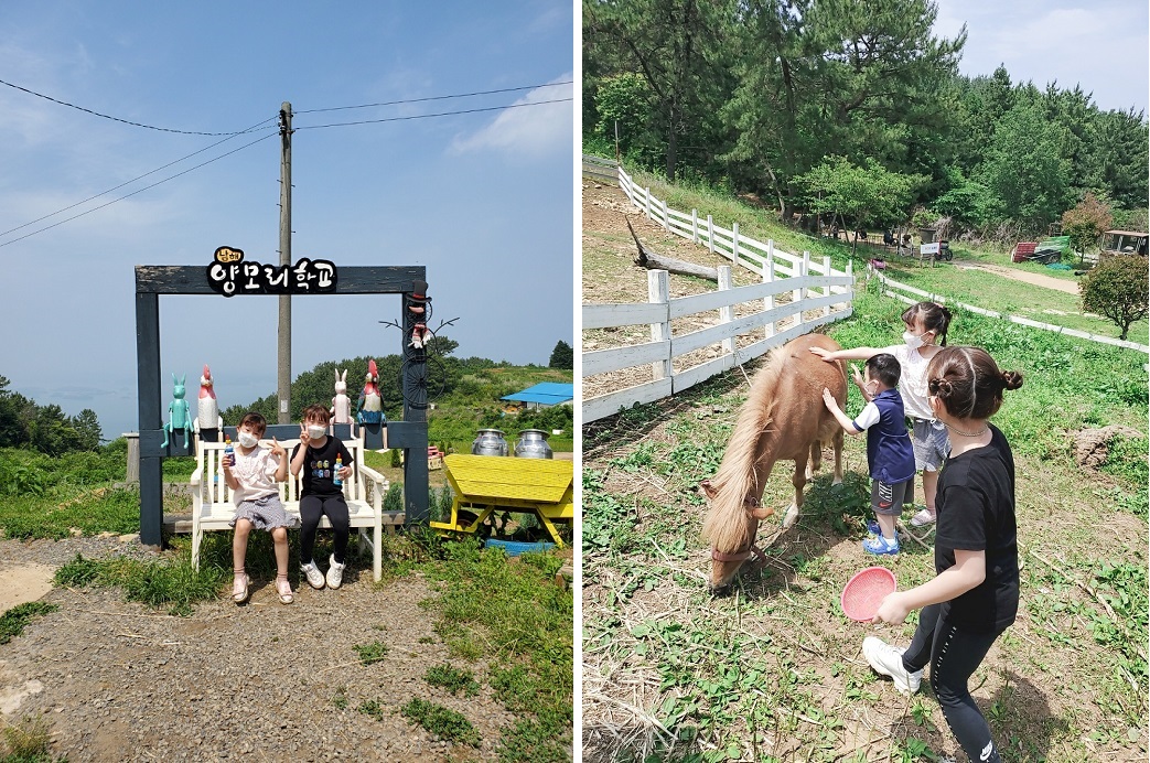 양모리학교 및 조랑말 사진