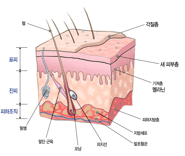 피부 구조와 기능 표피 진피 피하조직 위치 역할_3