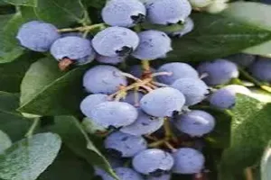 블루베리