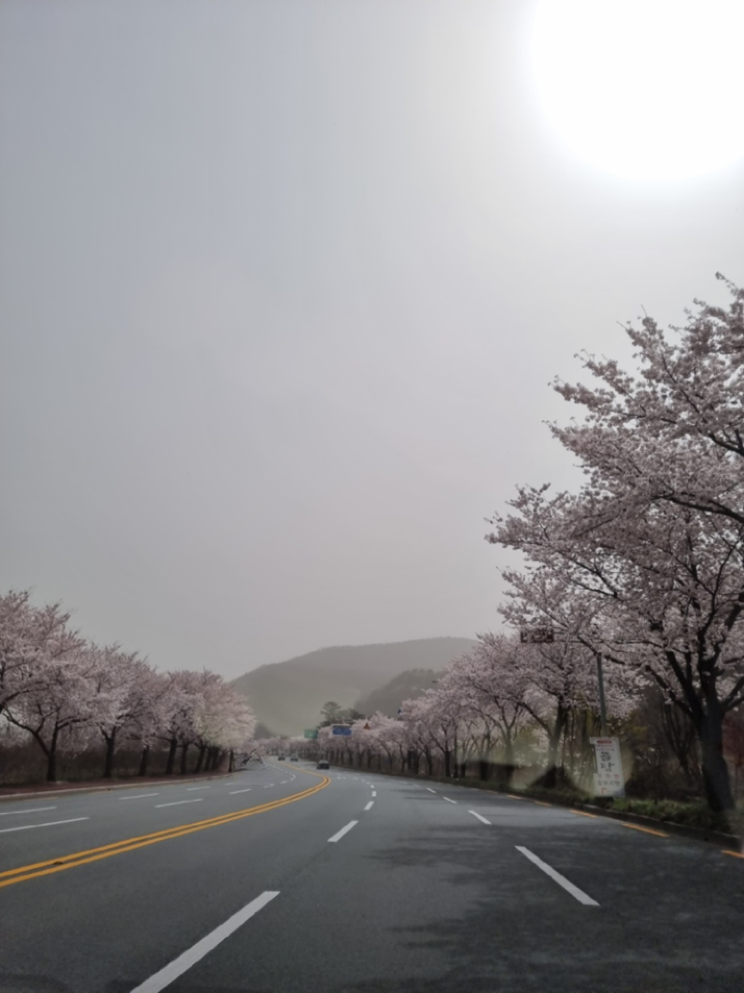 벚꽃