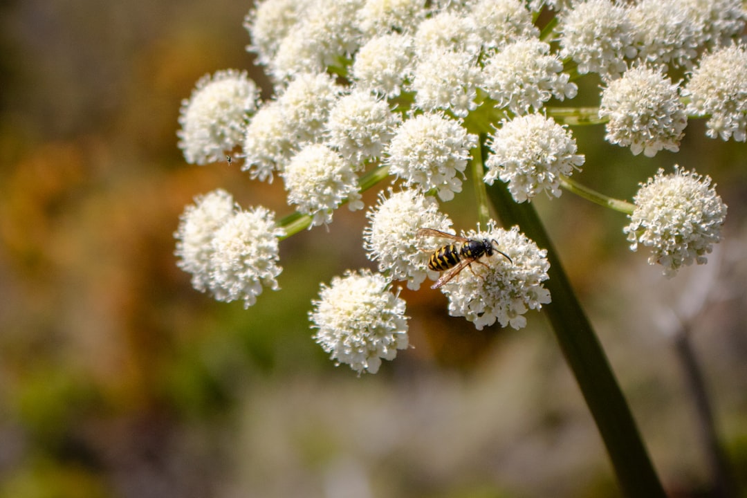 Angelica