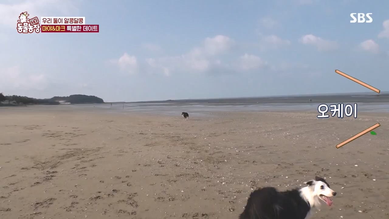 TV 동물농장.E1145.231113p-NEXT.mp4_20231112_173437.343.jpg