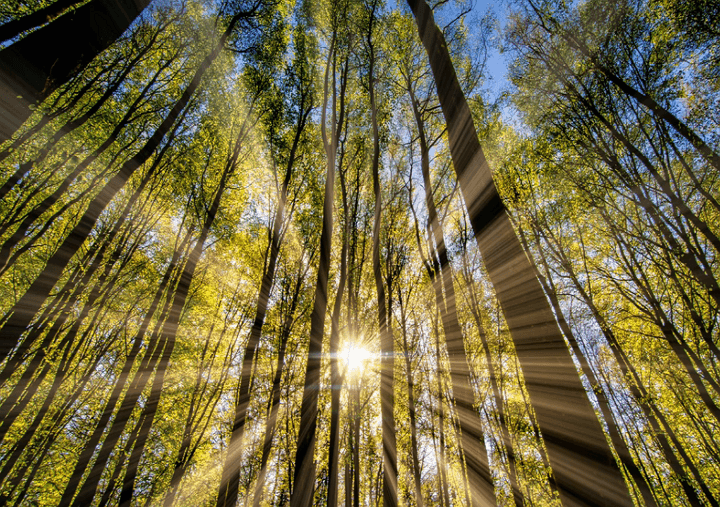 나무 사이의 햇빛