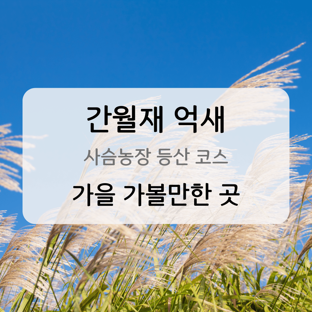 간월재 억새