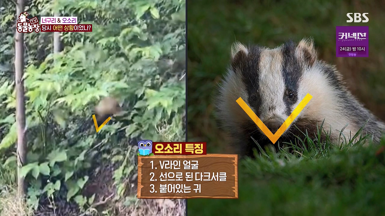 TV 동물농장.E1172.240520p-NEXT.mp4_20240519_163606.867.jpg