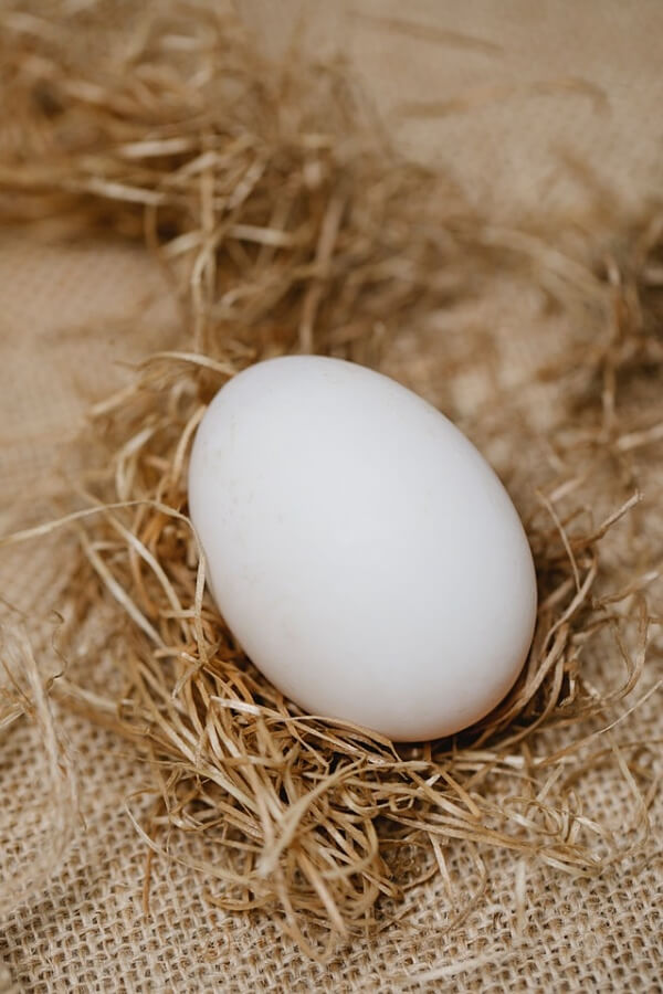 egg 달걀 계란 알 닭 병아리 꿈 5