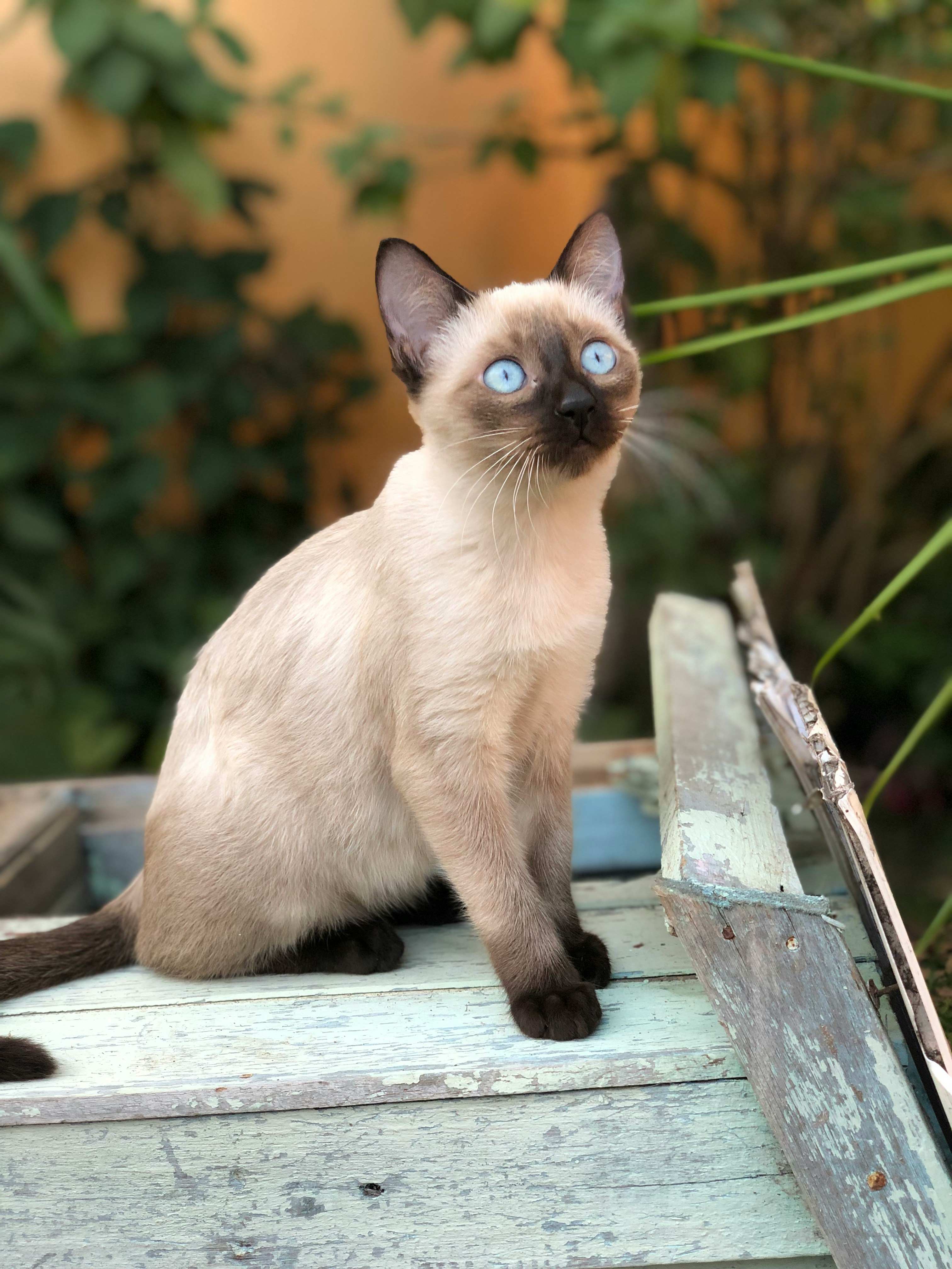 페르시안 고양이