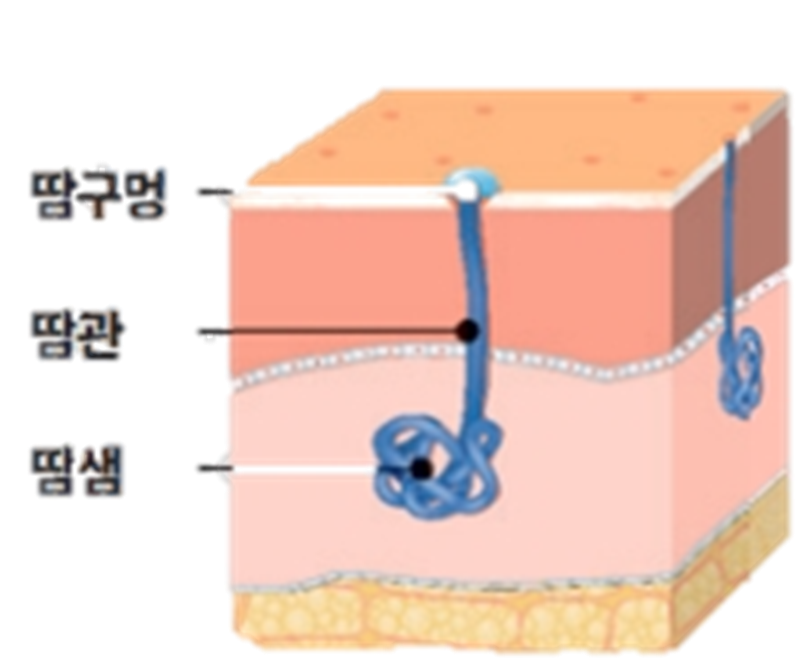 피부 땀샘과 그 구조