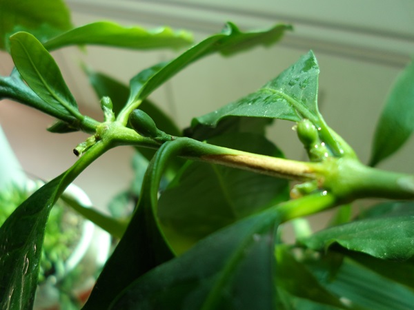  3월 28일 커피나무 근황 [ an update on coffee plants ]
