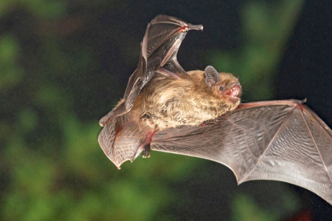 박쥐의 장거리 비행 비밀: 지구 자기장을 활용하는 놀라운 능력