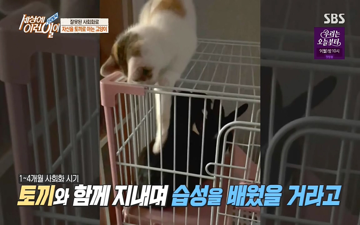 순간포착 세상에 이런일이.E1178.220504p-NEXT.mp4_20220504_175615.699.jpg