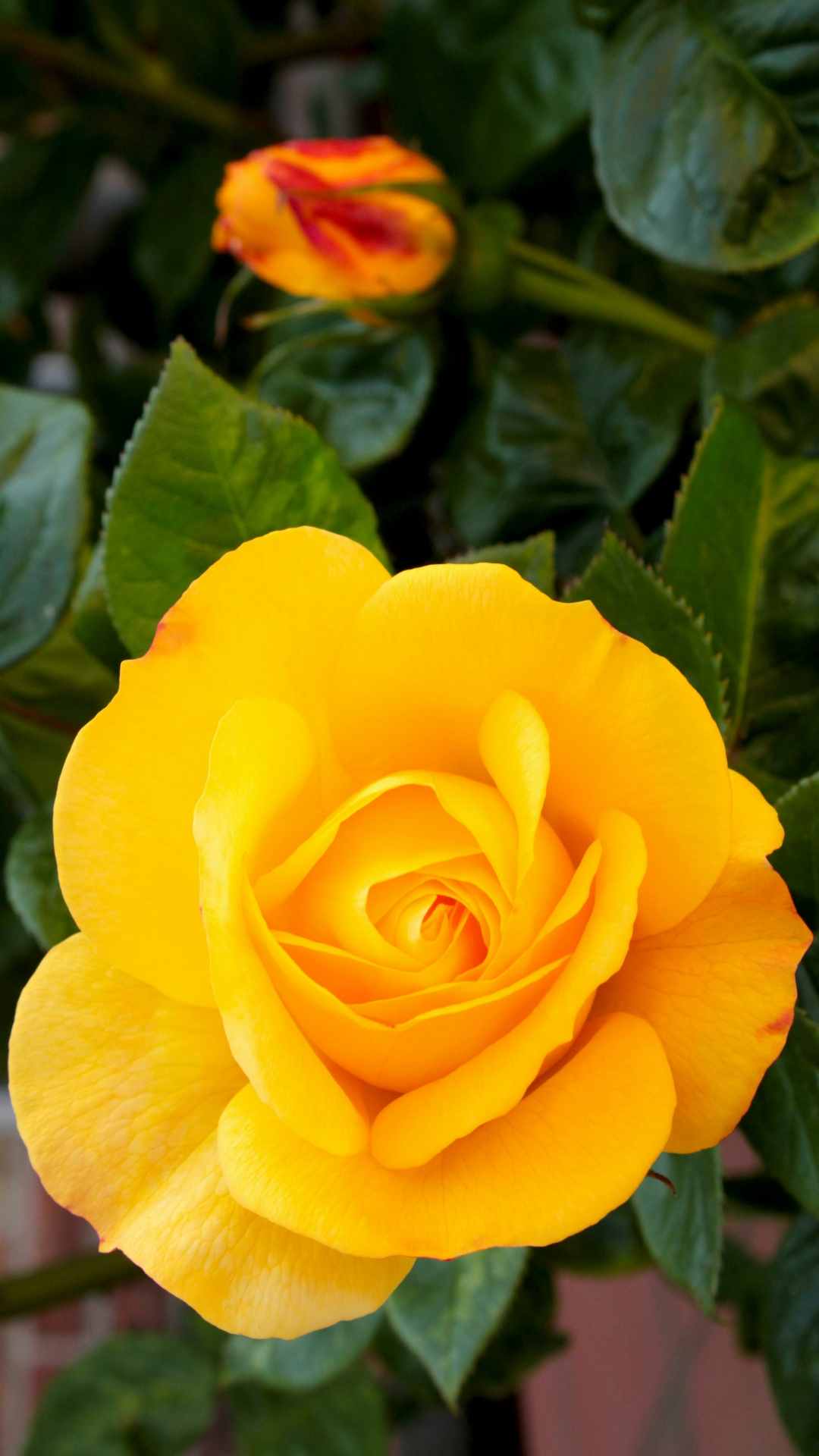 Rose Flower iPhone Wallpaper