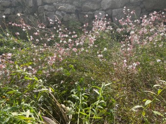 하루 100명만 황금빛 가을정원