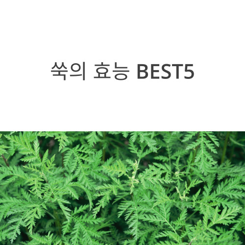  쑥의 효능 BEST 5 쑥국 레시피