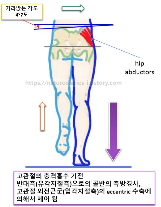 고관절에 의한 충격흡수 ; 고관절 외전근군 (hip abductors)