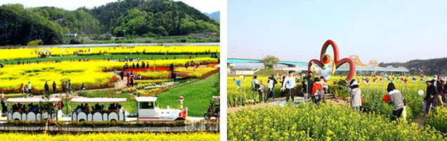 낙동강 유채축제