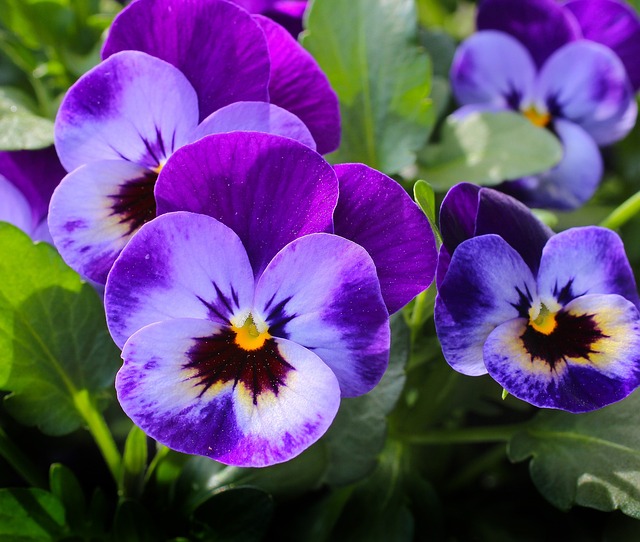 팬지(Pansy)팬지(Pansy)팬지(Pansy)팬지(Pansy)팬지(Pansy)팬지(Pansy)팬지(Pansy)팬지(Pansy)팬지(Pansy)팬지(Pansy)팬지(Pansy)팬지(Pansy)팬지(Pansy)팬지(Pansy)팬지(Pansy)팬지(Pansy)팬지(Pansy)팬지(Pansy)팬지(Pansy)팬지(Pansy)팬지(Pansy)팬지(Pansy)팬지(Pansy)팬지(Pansy)팬지(Pansy)팬지(Pansy)팬지(Pansy)팬지(Pansy)팬지(Pansy)팬지(Pansy)팬지(Pansy)팬지(Pansy)팬지(Pansy)팬지(Pansy)팬지(Pansy)팬지(Pansy)팬지(Pansy)팬지(Pansy)팬지(Pansy)팬지(Pansy)팬지(Pansy)팬지(Pansy)팬지(Pansy)팬지(Pansy)팬지(Pansy)팬지(Pansy)팬지(Pansy)팬지(Pansy)팬지(Pansy)팬지(Pansy)팬지(Pansy)팬지(Pansy)팬지(Pansy)팬지(Pansy)팬지(Pansy)팬지(Pansy)팬지(Pansy)팬지(Pansy)팬지(Pansy)팬지(Pansy)팬지(Pansy)팬지(Pansy)팬지(Pansy)팬지(Pansy)팬지(Pansy)팬지(Pansy)팬지(Pansy)팬지(Pansy)팬지(Pansy)팬지(Pansy)팬지(Pansy)팬지(Pansy)팬지(Pansy)팬지(Pansy)팬지(Pansy)팬지(Pansy)팬지(Pansy)팬지(Pansy)팬지(Pansy)팬지(Pansy)팬지(Pansy)팬지(Pansy)팬지(Pansy)팬지(Pansy)팬지(Pansy)팬지(Pansy)팬지(Pansy)팬지(Pansy)팬지(Pansy)팬지(Pansy)팬지(Pansy)팬지(Pansy)팬지(Pansy)팬지(Pansy)팬지(Pansy)팬지(Pansy)팬지(Pansy)팬지(Pansy)팬지(Pansy)팬지(Pansy)팬지(Pansy)팬지(Pansy)팬지(Pansy)팬지(Pansy)팬지(Pansy)팬지(Pansy)팬지(Pansy)팬지(Pansy)팬지(Pansy)팬지(Pansy)팬지(Pansy)팬지(Pansy)팬지(Pansy)팬지(Pansy)팬지(Pansy)팬지(Pansy)팬지(Pansy)팬지(Pansy)팬지(Pansy)팬지(Pansy)팬지(Pansy)팬지(Pansy)팬지(Pansy)팬지(Pansy)팬지(Pansy)팬지(Pansy)팬지(Pansy)팬지(Pansy)팬지(Pansy)팬지(Pansy)팬지(Pansy)팬지(Pansy)팬지(Pansy)팬지(Pansy)팬지(Pansy)팬지(Pansy)팬지(Pansy)팬지(Pansy)팬지(Pansy)팬지(Pansy)팬지(Pansy)팬지(Pansy)팬지(Pansy)팬지(Pansy)팬지(Pansy)팬지(Pansy)팬지(Pansy)팬지(Pansy)팬지(Pansy)팬지(Pansy)팬지(Pansy)팬지(Pansy)팬지(Pansy)팬지(Pansy)팬지(Pansy)팬지(Pansy)팬지(Pansy)팬지(Pansy)팬지(Pansy)팬지(Pansy)팬지(Pansy)팬지(Pansy)팬지(Pansy)팬지(Pansy)팬지(Pansy)팬지(Pansy)팬지(Pansy)팬지(Pansy)팬지(Pansy)팬지(Pansy)팬지(Pansy)팬지(Pansy)팬지(Pansy)팬지(Pansy)팬지(Pansy)팬지(Pansy)팬지(Pansy)팬지(Pansy)팬지(Pansy)팬지(Pansy)팬지(Pansy)팬지(Pansy)