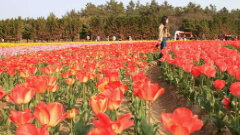 2025 신안 튤립축제 기간