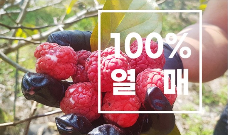  꾸찌뽕 열매의 효능 파는 곳 홍여진 신안꾸찌뽕
