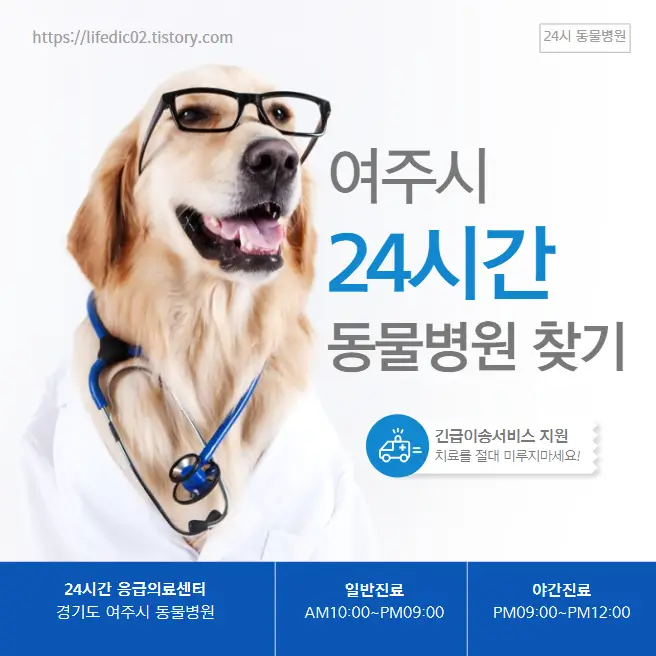  여주시 24시간 동물병원 근처 야간 일요일 고양이 병원 찾기