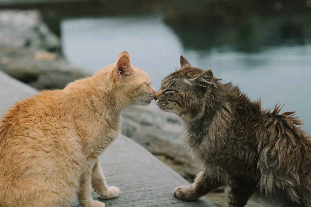 고양이 엉덩이