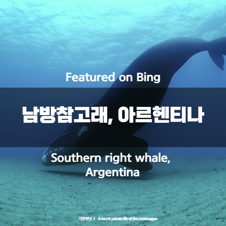 Featured on Bing - 남방참고래&#44; 아르헨티나 Southern right whale&#44; Argentina