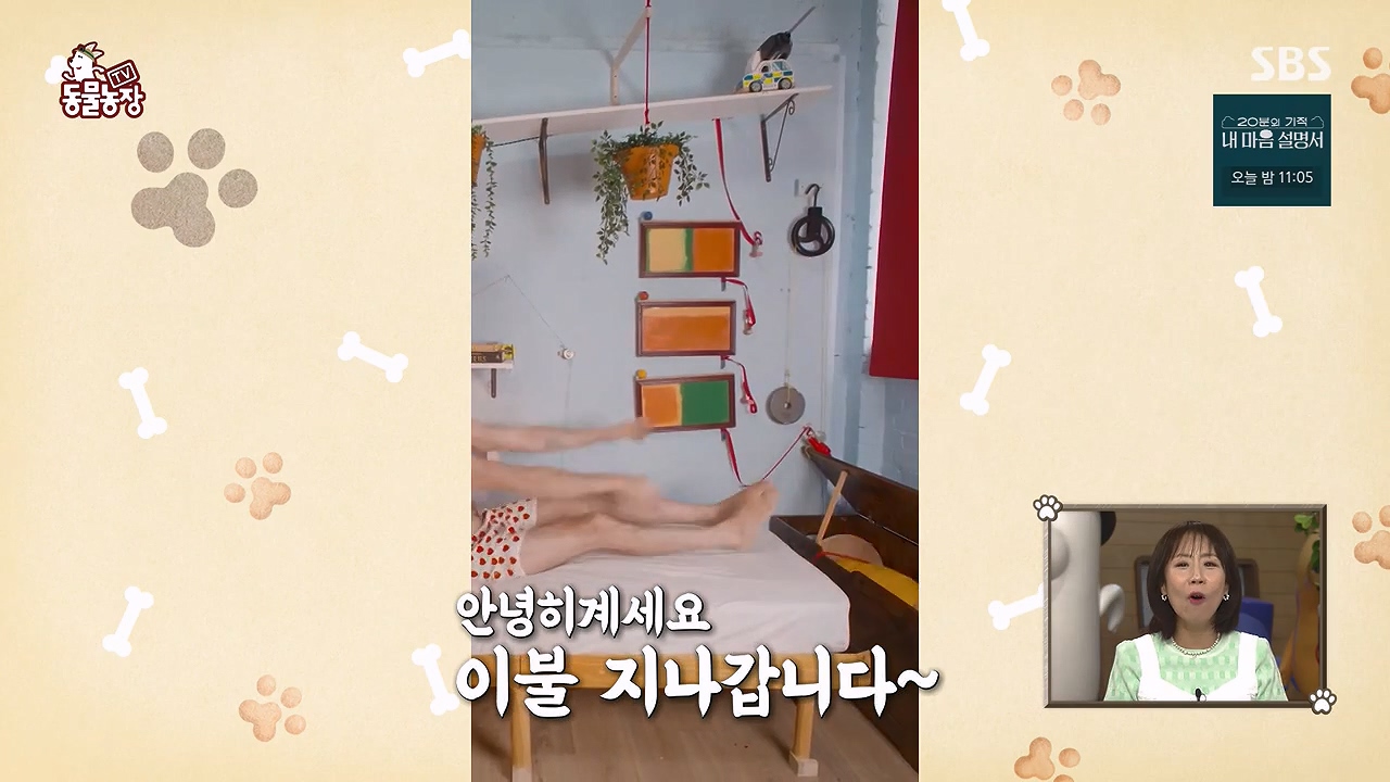 TV 동물농장.E1172.240520p-NEXT.mp4_20240519_162227.104.jpg