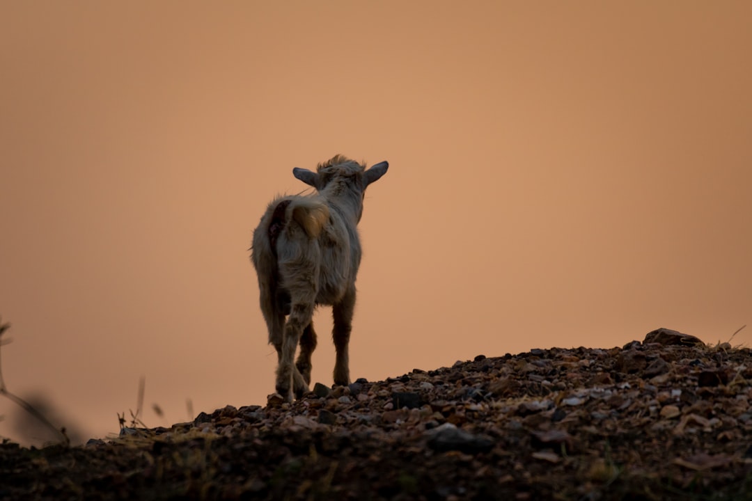 Black goat