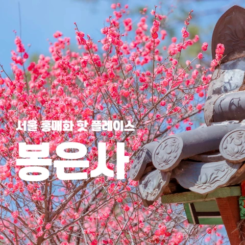  서울 홍매화 핫플레이스 "봉은사"