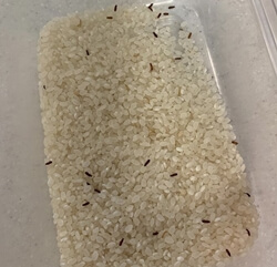 쌀과-위의-까만벌레