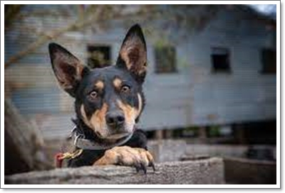  오스트레일리안 켈피(Australian Kelpie) 분양가격 및 성격, 역사 및 품종에 대해
