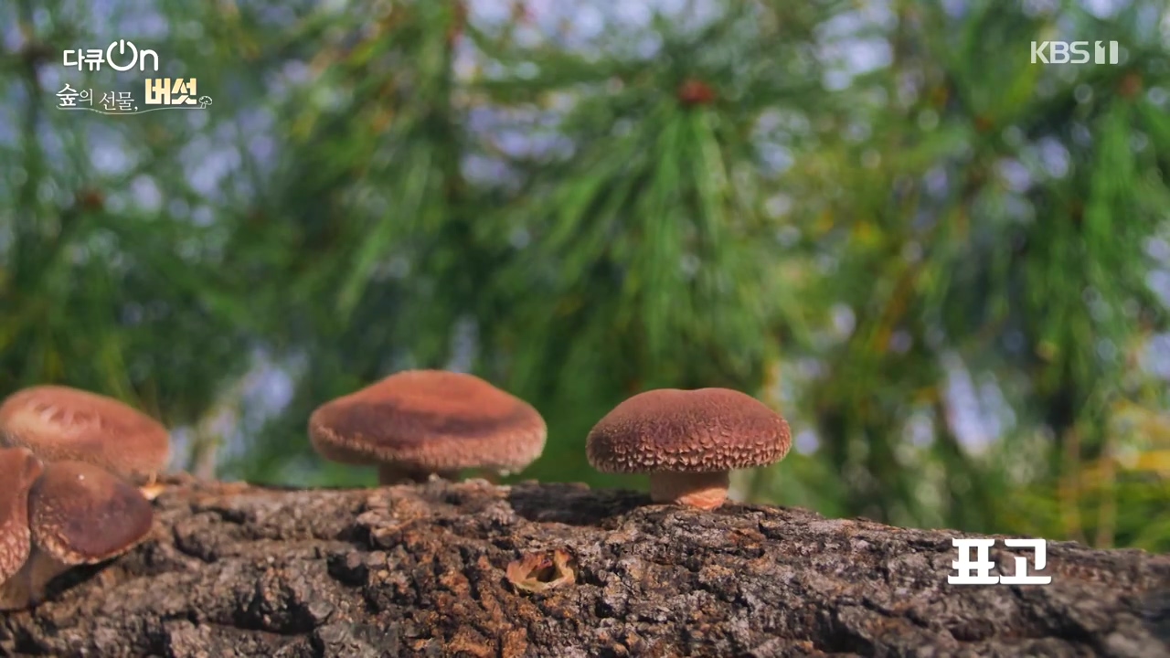 다큐 온.E227.231120p-NEXT.mp4_20231121_201834.652.jpg