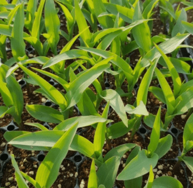 포트에서-자란-옥수수-싹